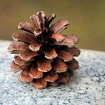 pine-cone