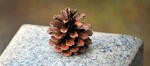 pine-cone-thumbnail